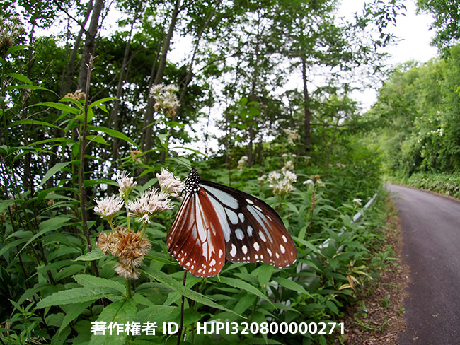 フィッシュアイ ボディキャップでアサギマダラを撮る