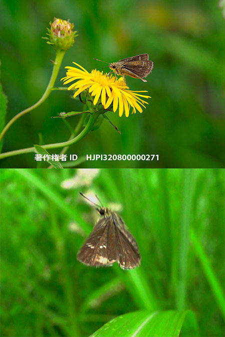 ホシチャバネセセリの飛翔動画の撮影　Aeromachus inachus