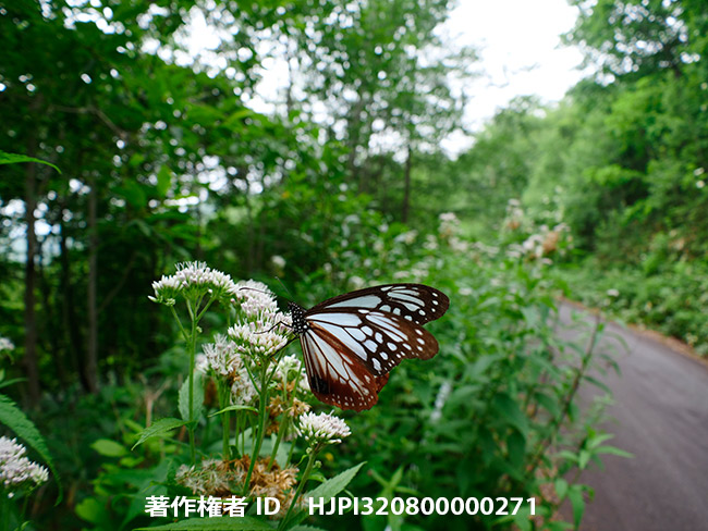 広角にフイッシュアイコンバーターでアサギマダラを撮る