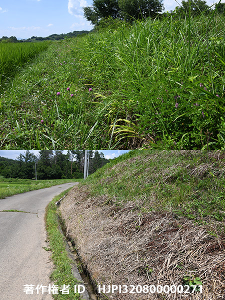 かっては、小諸でミヤマシジミのいた場所