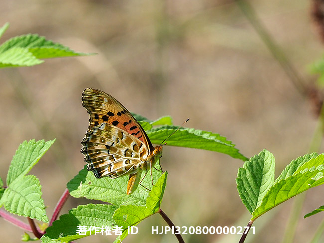昔は小諸にいなかったツマグロヒョウモン　Argyreus hyperbius