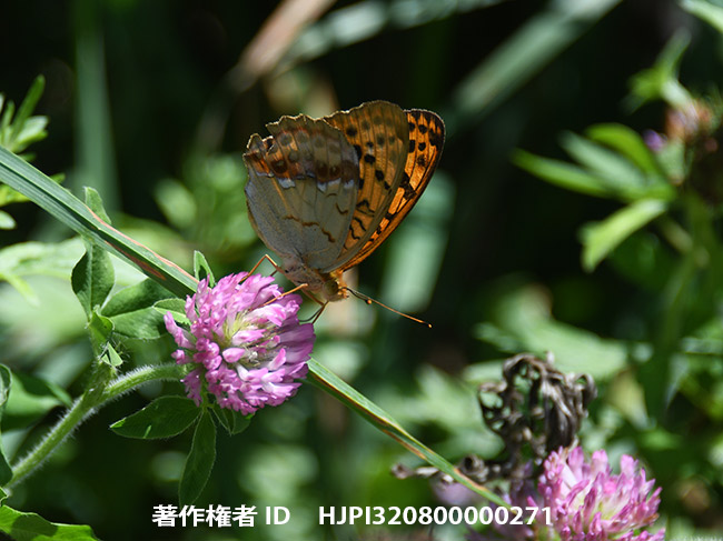 ウラギンスジヒョウモン　Argyronome laodice
