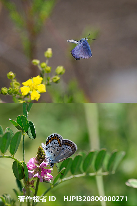 ミヤマシジミ　Lycaeides argyrognomom