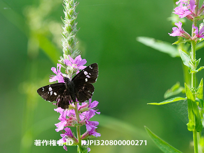 ダイミョウセセリ　Daimio tethys