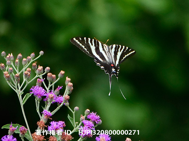 森の妖精トラフタイマイ　Protographium marcellus