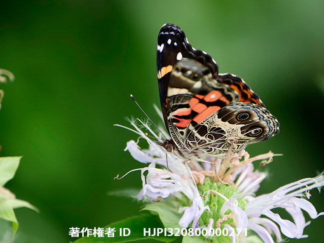 アメリカヒメアカタテハ Vanessa virginiensis