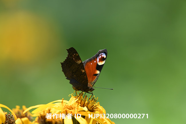 クジャクチョウ　Inachis io