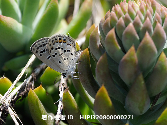 クロツバメシジミの産卵　Tongeia fischeri