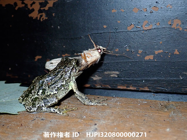ガを食べるアマガエル　