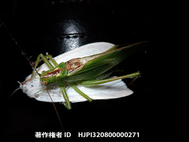 ヤブキリ　Tettigonia orientalis