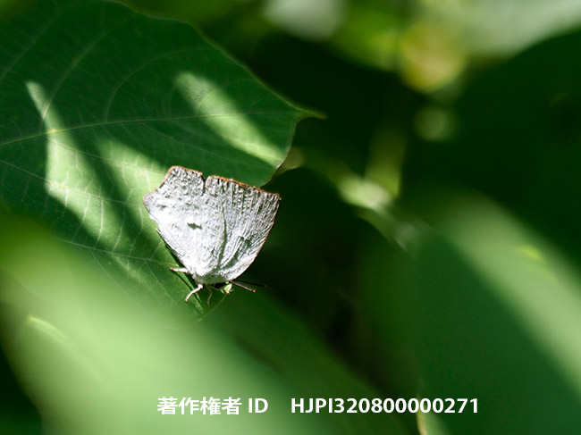 ウラギンシジミのメス　 Angled Sunbeam