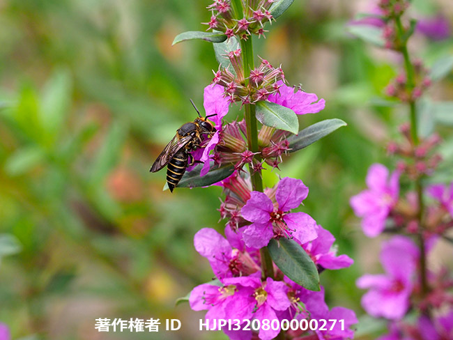 百福センターのビオトープで昆虫写真