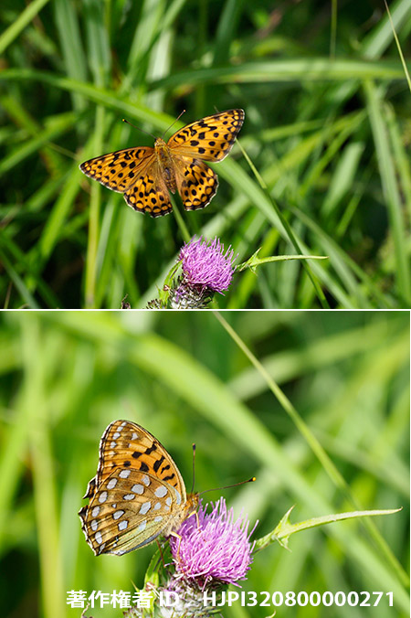 ギンボシヒョウモン　Speyeria aglaja