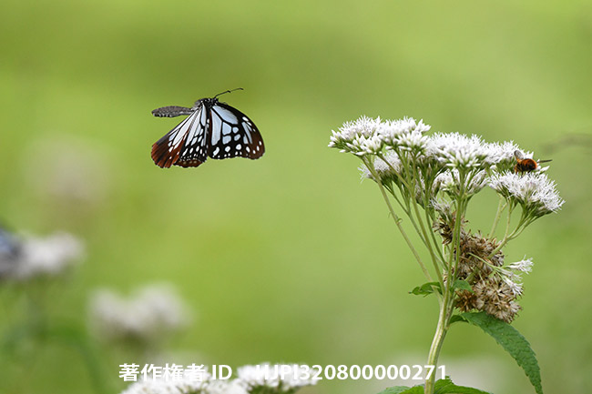 アサギマダラの飛翔　Parantica sita