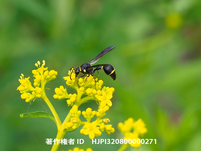 ムモントックリバチ(サムライトックリバチ)　Eumenes samuray