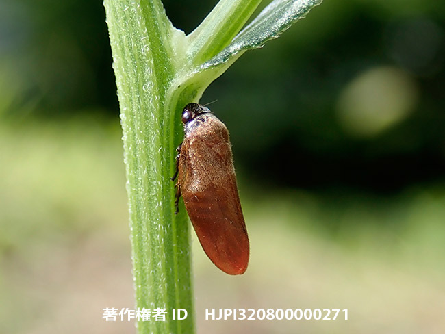 コガシラアワフキ　Eoscarta assimilis