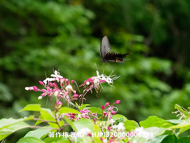 クサギの花にオナガアゲハ　Papilio macilentus