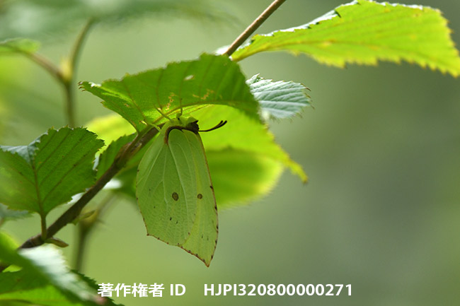 ヤマキチョウ　Gonepteryx rhamni