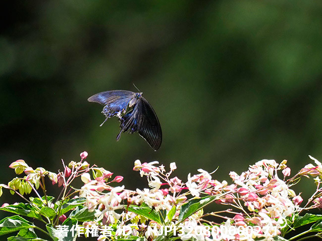 クサギにミヤマカラスアゲハ　Papilio maackii