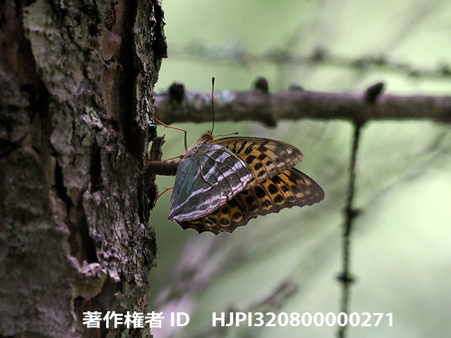 ミドリヒョウモンの産卵　Argynnis paphia
