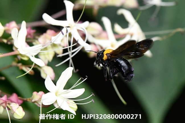 クサギの花にクマバチ　Xylocopa appendiculata
