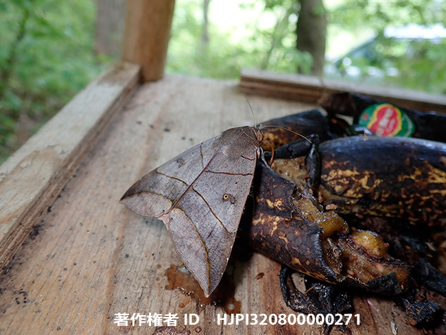 餌台のムクゲコノハ　Thyas juno