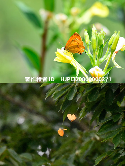 ムモンアカシジミ　Shirozua jonasi 