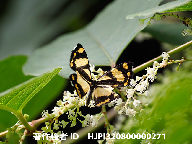 キンモンガ　Psychostrophia melanargia