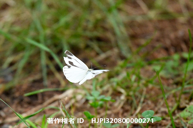 ヤマトスジグロシロチョウのメス　Pieris nesis