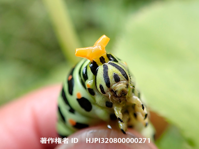 キアゲハの幼虫の肉角