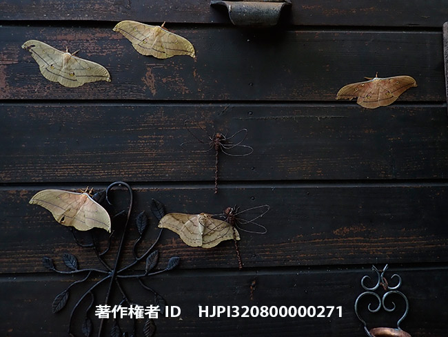 ヤママユの季節　Antheraea yamamai