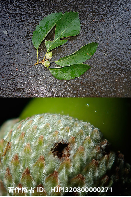 だれの仕業？　Cyllorhynchites ursulus