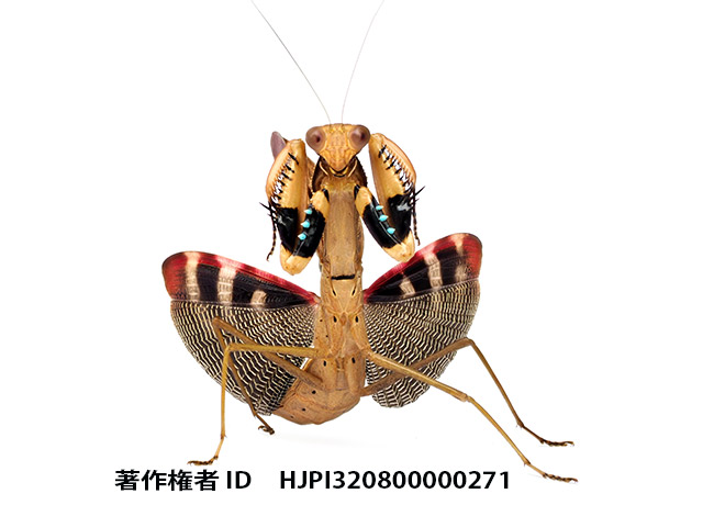 世界のカマキリ観察図鑑再版