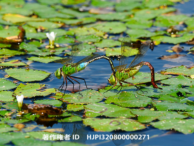 ギンヤンマの産卵　Anax parthenope