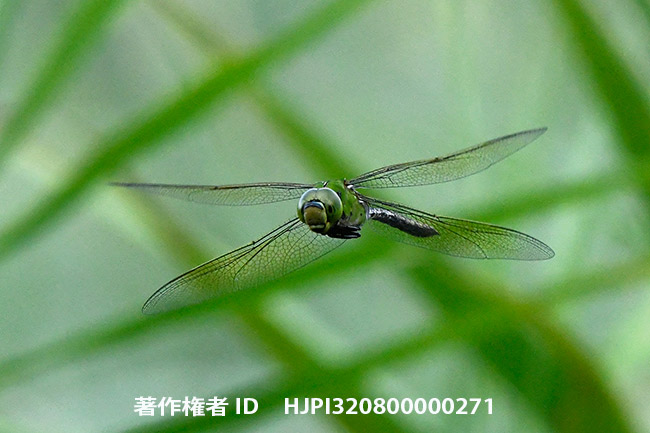ギンヤンマのホバリング　Anax parthenope
