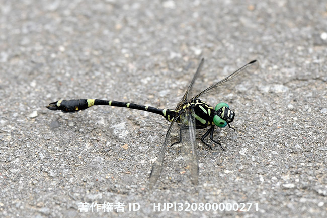 オナガサナエ　Melligomphus viridicostus