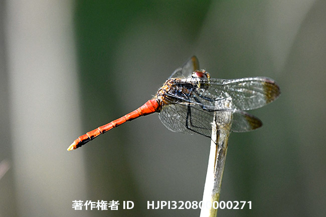 コノシメトンボ　Sympetrum baccha