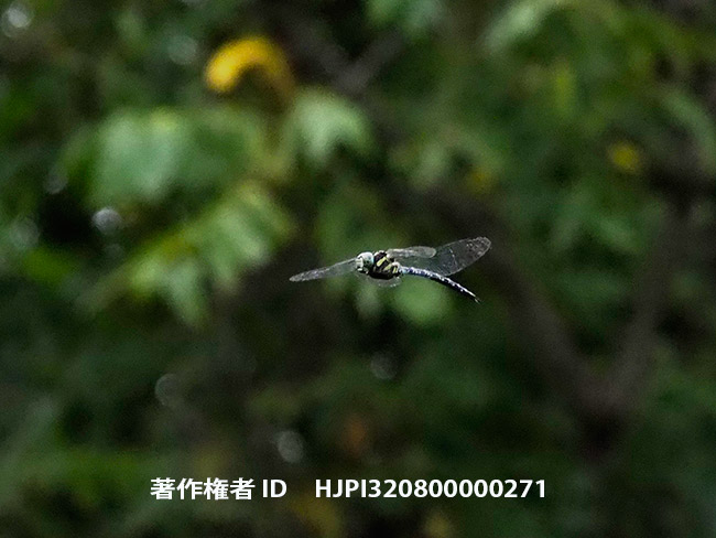 オオルリボシヤンマの飛翔　Aeshna crenata