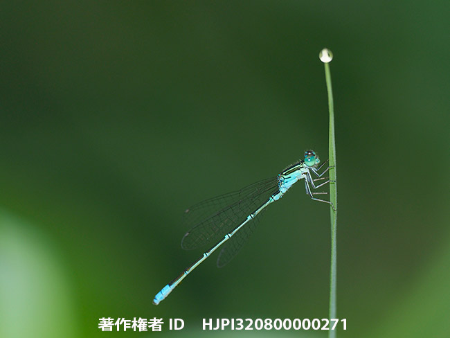 セスジイトトンボをZuiko300mmF4＋テレコンで撮影