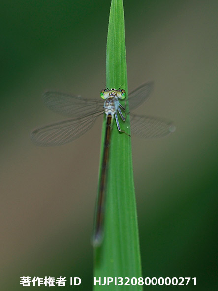 アジアイトトンボ　Ischnura asiatica