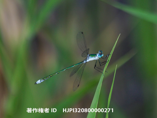 アオイトトンボ　Lestes sponsa