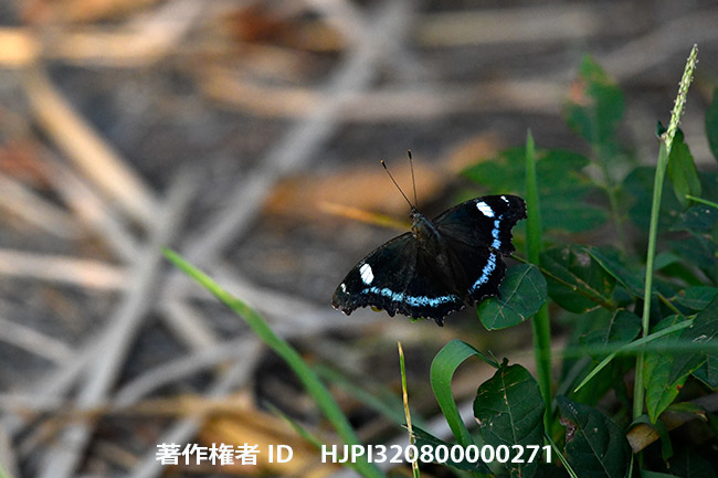 ルリタテハ　Kaniska canace