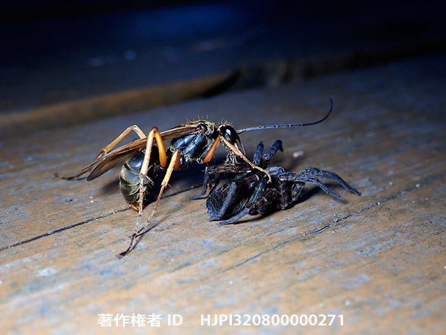クモを狩るベッコウバチの仲間 Leptodialepis sp.