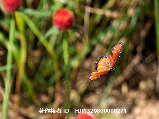 ジョオウマダラの飛翔　Danaus gilippus