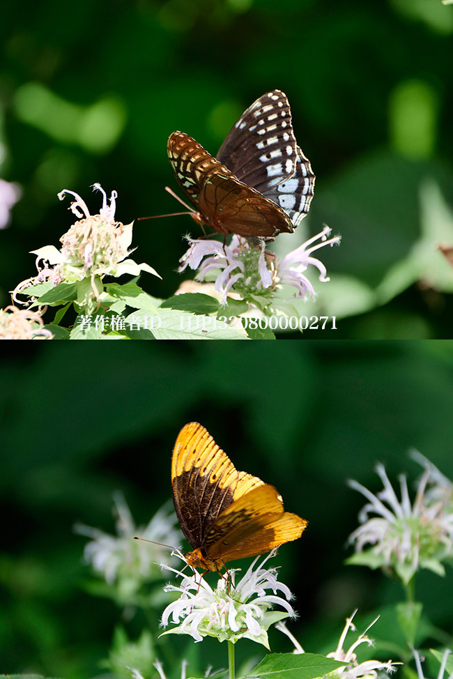 ダイアナヒョウモンのオスとメス　Speyeria　diana