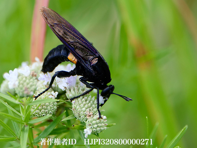 ムシヒキアブモドキ　Mydas clavatus