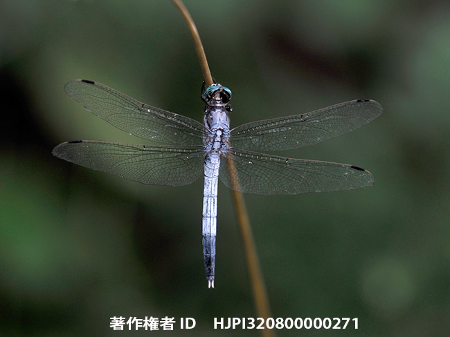 眠りにつくシオカラトンボ　Orthetrum albistylum