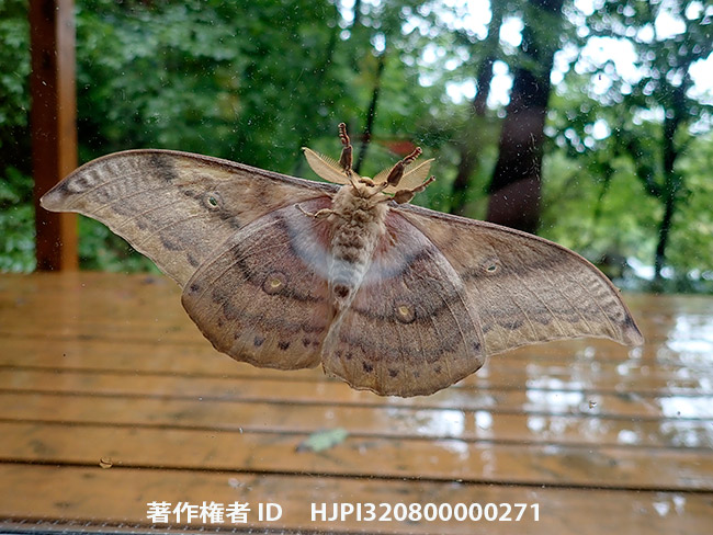 窓辺のヤママユ　Antheraea yamamai