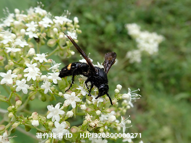 キオビツチバチ　Scolia oculata