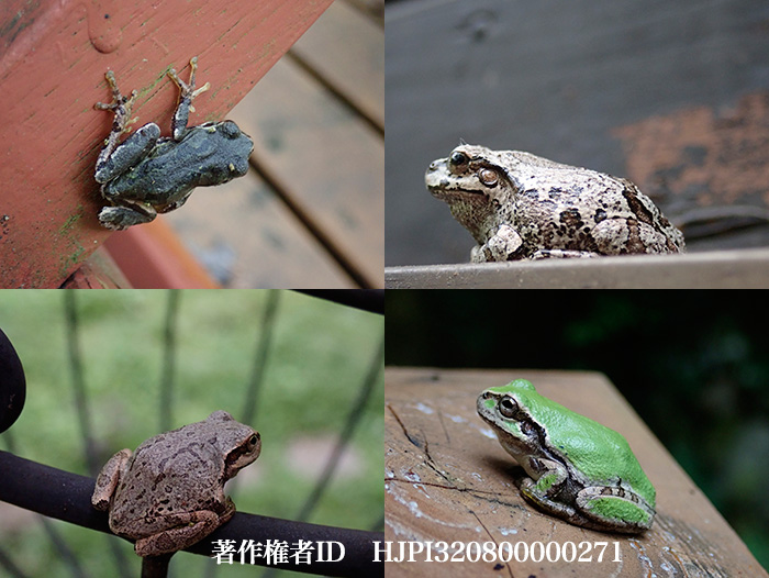 ベランダのアマガエル